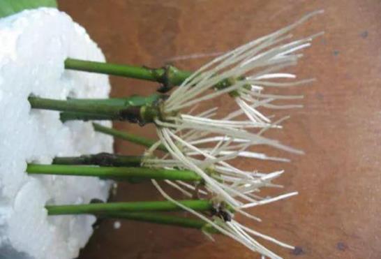 栀子花水培生根时如何掌握最佳繁殖技巧以确保成活率