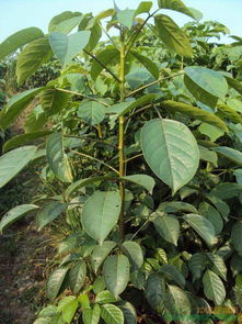 土地处理，为重阳木打好基础