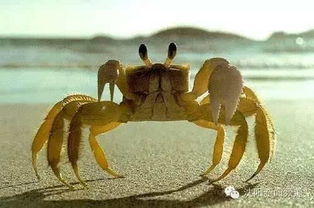 螃蟹的处理：小心为上