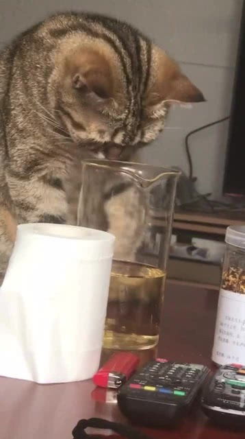 猫咪上火可以喝菊花茶吗？这样处理才更安全