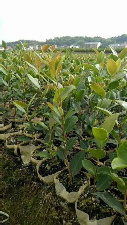 茶油基地：一年生与二年生油茶苗种植指南，亩栽数量、投产时间及产量解析