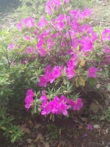 常见的红色花卉大盘点