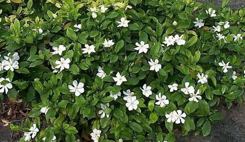 栀子花根系问题？为什么不吸水了