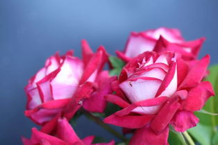 优点多多，种起来方便