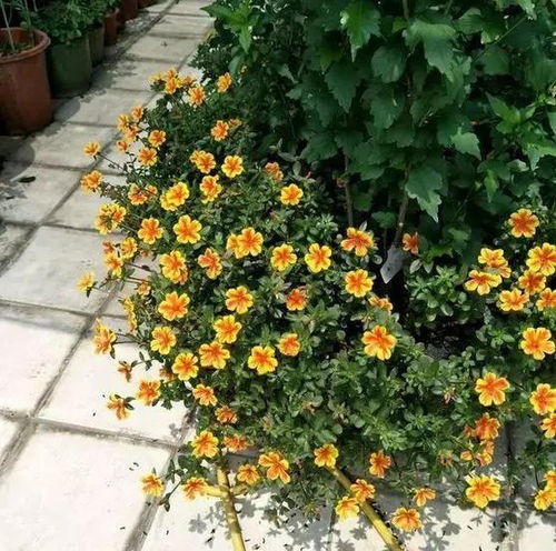 天津泰达园林的智嫩监测系统