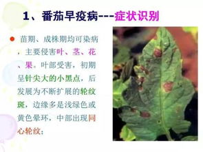 第一步：喷洒剂量要刚刚好