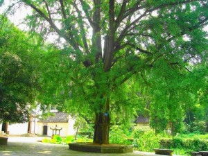 北方绿化常用树种