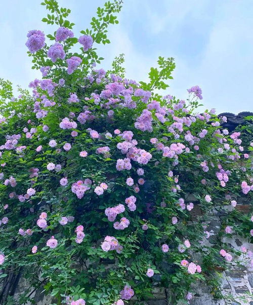 蔷薇花开，美不胜收