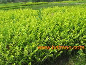 品质对比：金叶女贞VS金森女贞