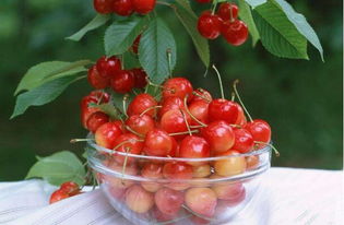 春季种植樱桃树的优势