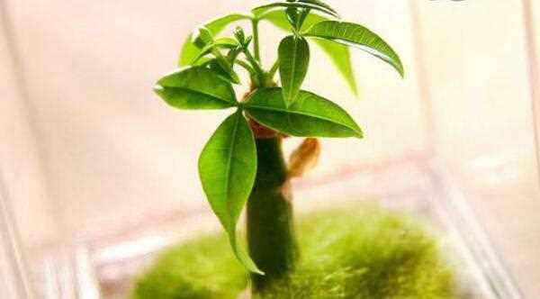 小发财树的成长之旅