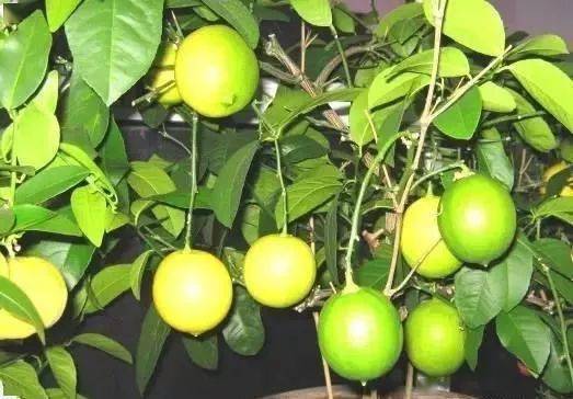 盆栽柠檬开花后来啊的小秘密