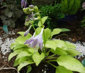 新玉簪养护：花开繁茂的关键