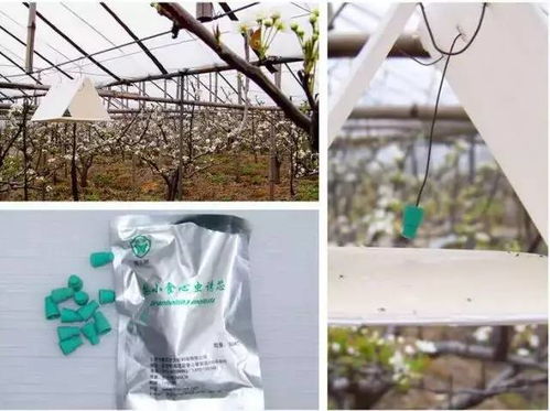 “如何有效运用生物防治技术来降低绿化树木病虫害的发生率