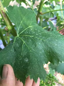 具体作物， 具体用法