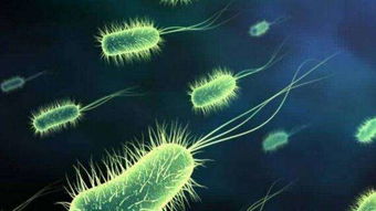 百菌清：注意事项