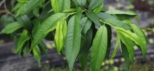 多效唑的推荐剂量