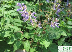 丹参种子不浸种，直接播种，真的行吗？