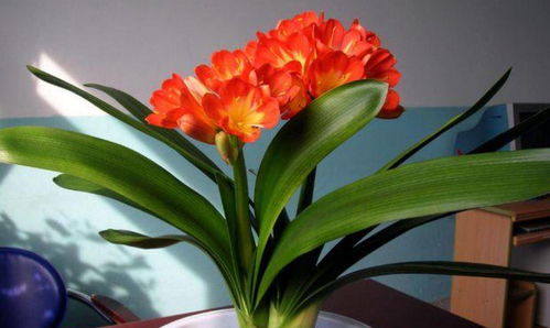 阳台养了50多盆君子兰，发现个有趣现象！