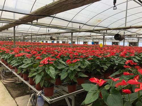 江苏太仓：生态循环农业实践，花卉产业绿色崛起
