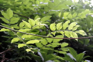 紫藤叶子发黄，是浇水太多还是病虫害作怪？