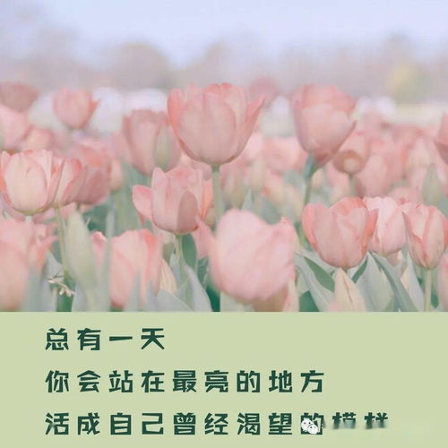 夏兰花，唤醒内心美好的花之语言