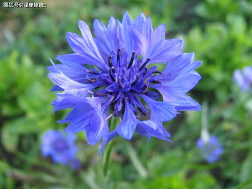 紫色矢车菊，寓意高贵、神秘