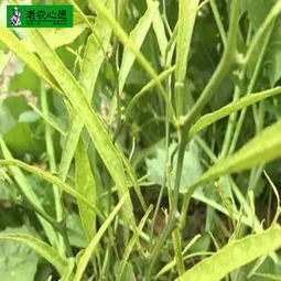 果园里的草甘膦，哪种规格Zui合适？