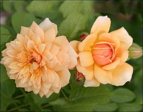 惯与天鹅格蕾丝月季