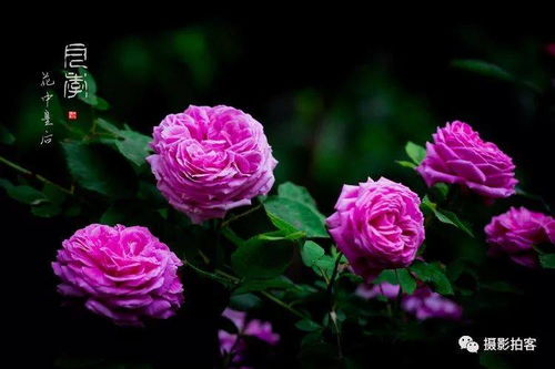 大花紫皇后月季：魅力无限， 令人倾心