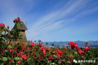 月季在东营的广泛应用