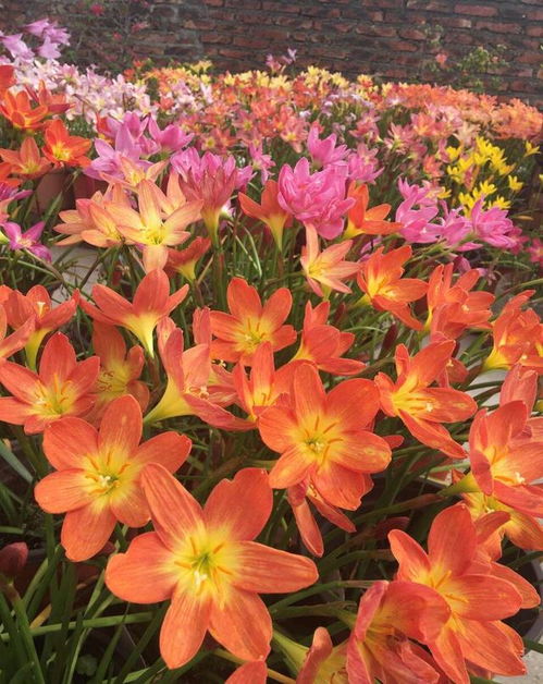 韭兰叶子发黄，咋个挽救？