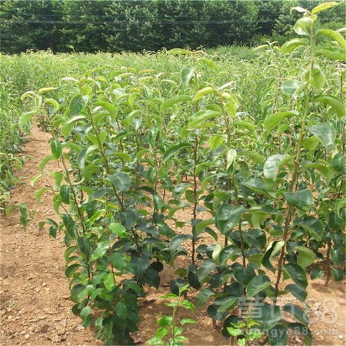 育苗数量翻倍的秘密