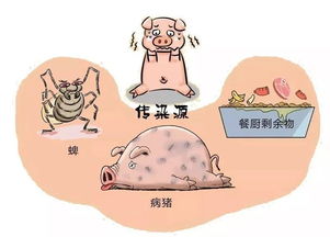 非洲猪瘟源自何方？探究养殖安全之谜