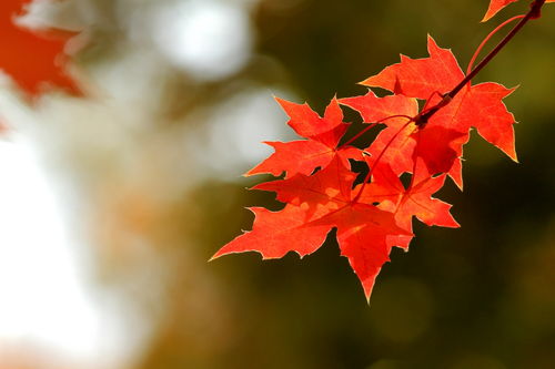 环境因素影响枫叶色彩