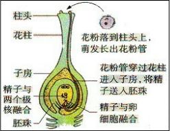 苔藓植物、蕨类植物、藻类植物都属于什么植物