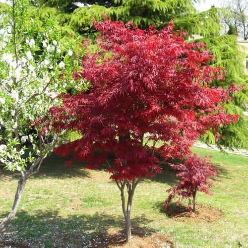 二、鸡爪槭养护技巧大放送