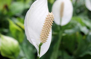 第一步：判断根烂的程度