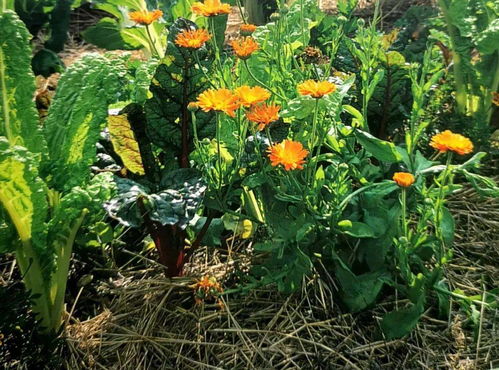 土壤调配：给植物一个温馨的家