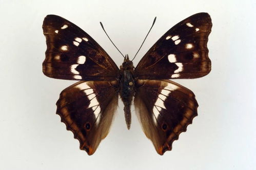 蝴蝶翅膀上的花纹