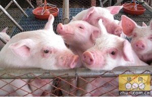 养猪市场波动大，盈利关键在技术创新