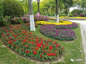 花坛中的小明星