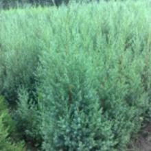 北京的山林， 松柏树苗的家园