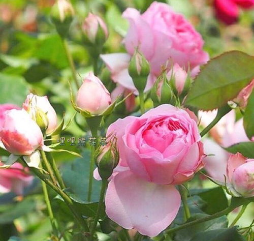 花语， 文化的名片