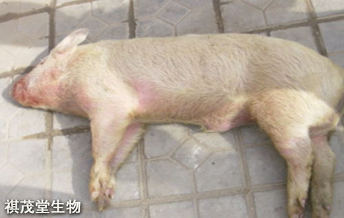 猪链球菌的临床表现和用药技术有哪些注意事项？