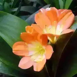 君子兰多少钱一盆？新手买这种花