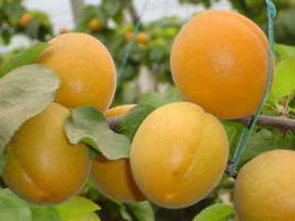 注意啦！沙藏处理后的种子保存有讲究