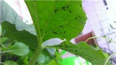 虫害防治小贴士