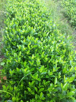 黄栀子苗木的价格信息