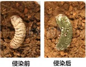 农药的多样性与分类